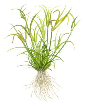 Tropica Aquarium Plants: Juncus repens (TC) Tropica 1-2-Grow!