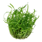 Tropica Aquarium Plants:  Sagittaria subulata (TC)  Tropica 1-2-Grow!