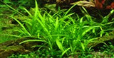 Tropica Aquarium Plants:  Sagittaria subulata (TC)  Tropica 1-2-Grow!