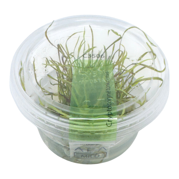 AFA tissue culture-Cryptocoryne tonkinensis – Aqua Forest Aquarium