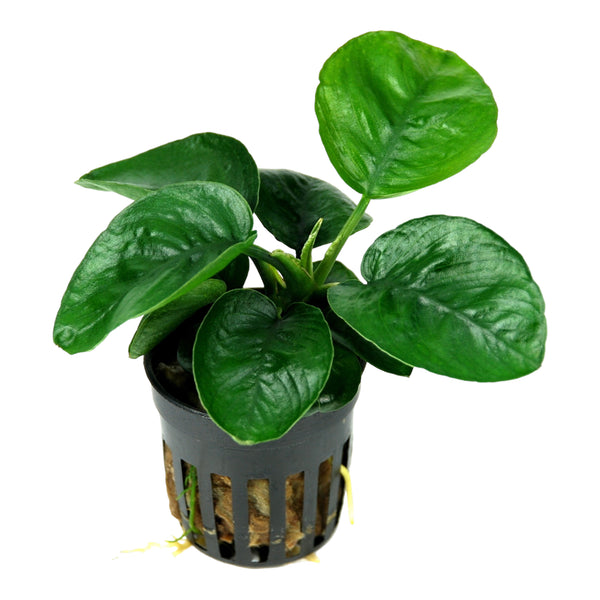 Anubias barteri butterfly (potted) – Aqua Forest Aquarium