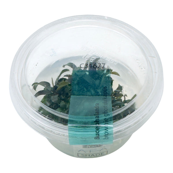 AFA tissue culture-Bucephaladra brownie ghost ulu kapus – Aqua