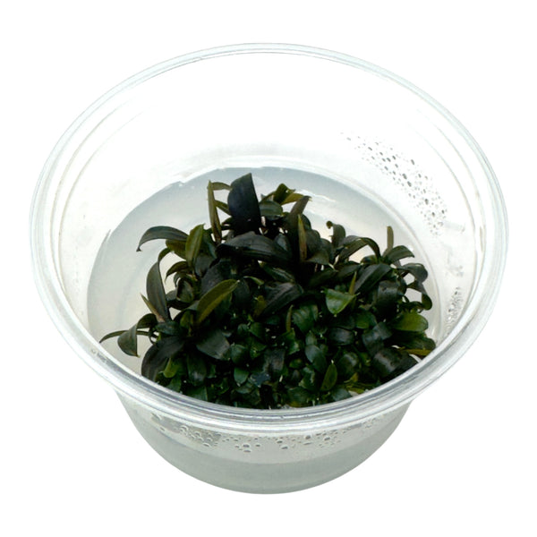 AFA tissue culture-Bucephaladra brownie ghost ulu kapus – Aqua