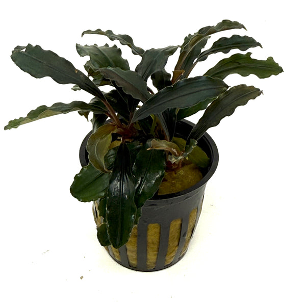 Bucephalandra_Theia_grande.