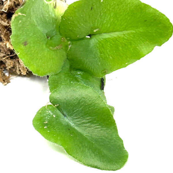 heart of the jungle indoor plant LC144 Jungle plants-Hemionitis arifolia 'Heart fern' (jungle plant cup –  Aqua Forest Aquarium