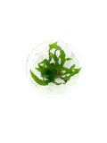 LC103 ADA Jungle plants-Microsorum sp. 'Trident'  (Jungle plants cup)