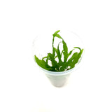 LC103 ADA Jungle plants-Microsorum sp. 'Trident'  (Jungle plants cup)