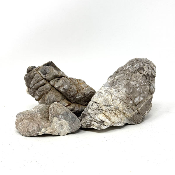 ADA Lichen Stone (New Arrivals) – Aqua Forest Aquarium