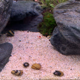 Thorn Nerite Snail (Clithon Corona)