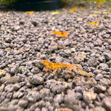 tangerine tiger shrimp 2