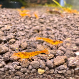 tangerine tiger shrimp 3