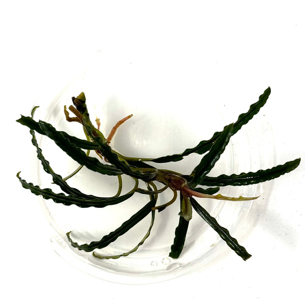 Bucephalandra Catherine – Aqua Forest Aquarium