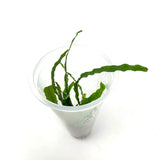 LC101 ADA Jungle plants-Microsorum sp. 'Narrow Leaf'  (Jungle plants cup)