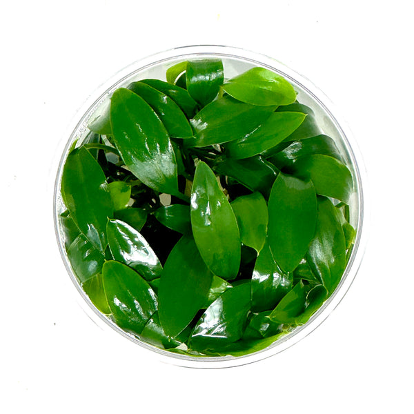 LC977-2_grande.jpg?v=1704654743