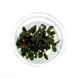 Tissue Culture  - Bucephalandra kedagang mini round (cup size: small)
