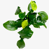 Anubias barteri 'broad leaf' (Mother pot)