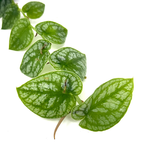 philodendron monstera dubia LC146 Jungle plants-Monstera dubia (Jungle plants cup) – Aqua Forest Aquarium
