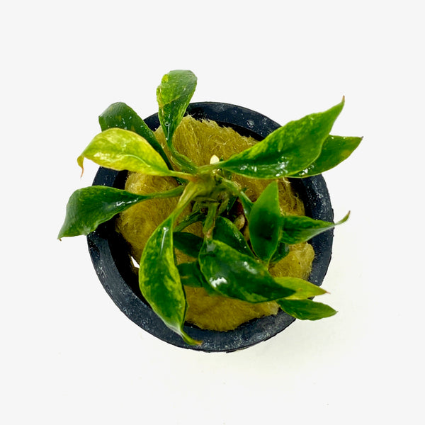 Anubias Chili mini (potted) Aqua Forest Aquarium