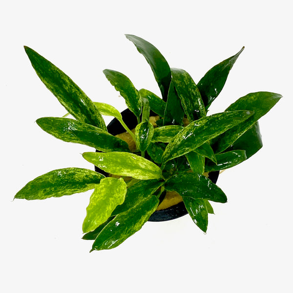 Anubias Chili Jalapeno (potted) Aqua Forest Aquarium