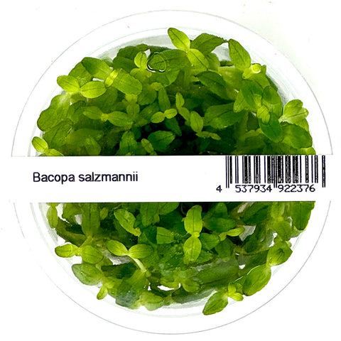IC472 tissue culture-bacopa salzmannii