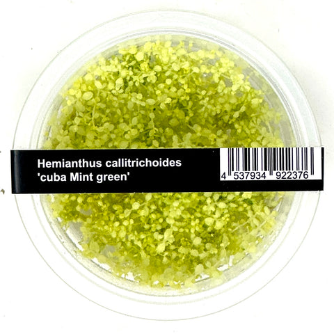 Hemianthus callitricoides 'Mint green'