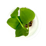 Echinodorus 'Ozelot Green Long Leaf'