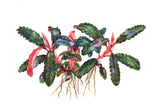 Tropica Aquarium Plants: Bucephalandra 'Kedagang' (TC)  Tropica 1-2-Grow!