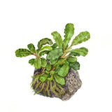 Tropica Aquarium Plants: Bucephalandra pygmaea 'Bukit Kelam' (TC)  Tropica 1-2-Grow!