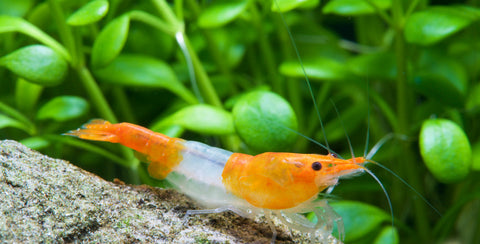 Orange Rili shrimp (Neocaridina Davidi)