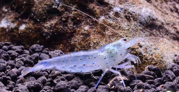 アクアマリン Amano Shrimp (Caridina multidentata) – Aqua Forest Aquarium