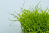 Tropica Aquarium Plants:  Leptodictyum riparium (TC)  Tropica 1-2-Grow!