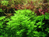 Tropica Aquarium Plants:  Hottonia Palustris (TC)  Tropica 1-2-Grow!