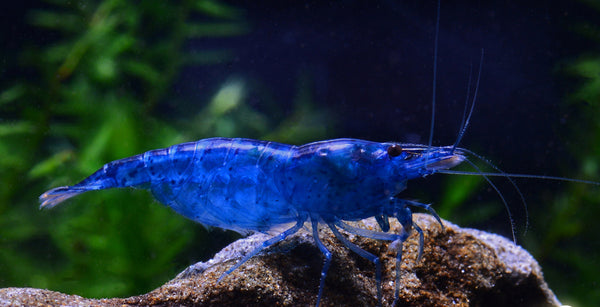 Fantasy blue velvet shrimp (Neocaridina Davidi) – Aqua Forest Aquarium