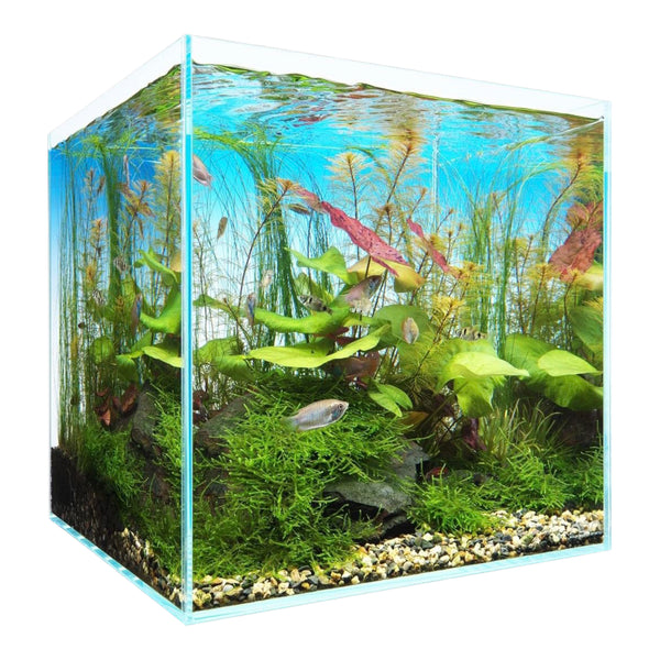 ADA Cube Garden 30C Rimless Aquarium (Ultra High Clarity Glass) – Aqua  Forest Aquarium