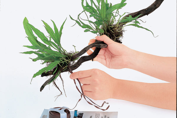 ADA Wood Tight – Aqua Forest Aquarium