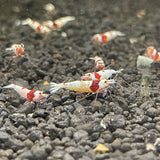 Crystal red shrimp Grade A-S (Caridina Cantonensis)