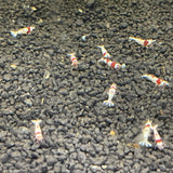 Crystal red shrimp Grade A-S (Caridina Cantonensis)