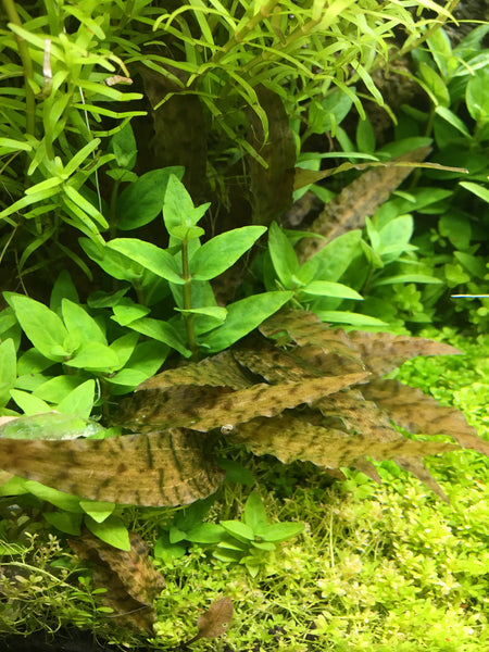 Cryptocoryne_Axelrodi_1_d8bce6
