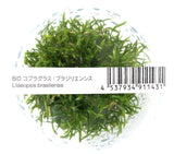 IC009 ADA Tissue Culture  - Lilaeopsis brasiliensis (cup size: short)