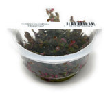 IC443 Tissue Culture  - Rotala rotundifolia 'Blood red'  (cup size: short)
