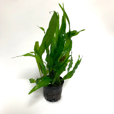 Microsorum pteropus sp. Soft leaf (Java Fern sp. soft leaf ) (potted)