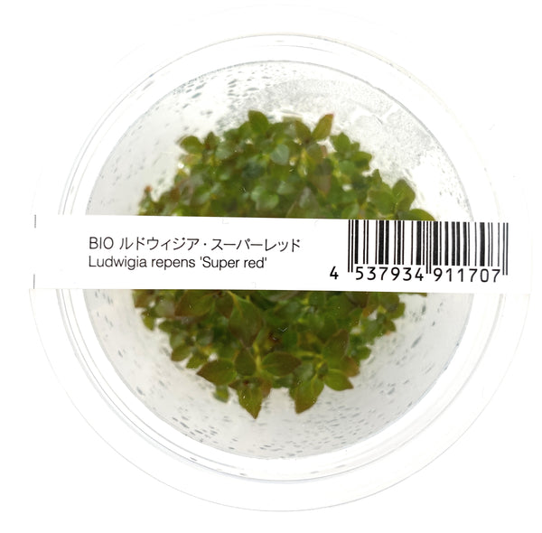 IC407 ADA Tissue Culture - Ludwigia repens 'Super red' (cup size