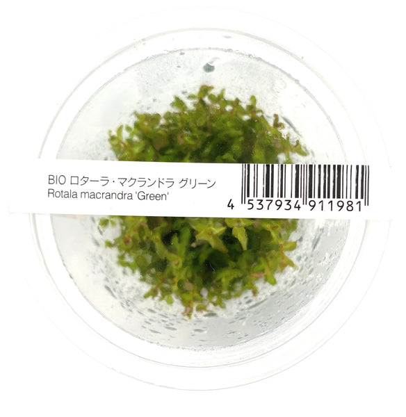 IC038 ADA Tissue Culture - Rotala Macrandra 'Green' (cup size: short) –  Aqua Forest Aquarium