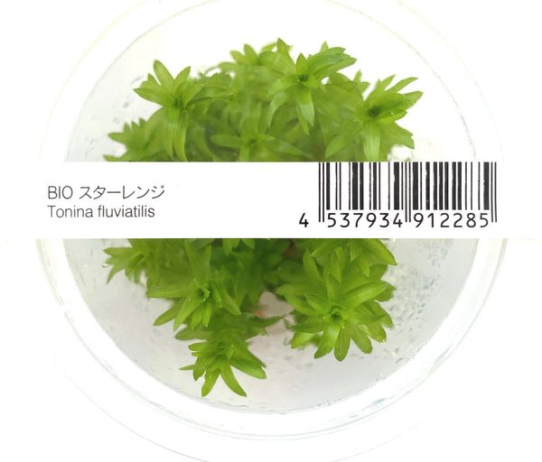 PhotoApr25_60407PM_grande.jpg?