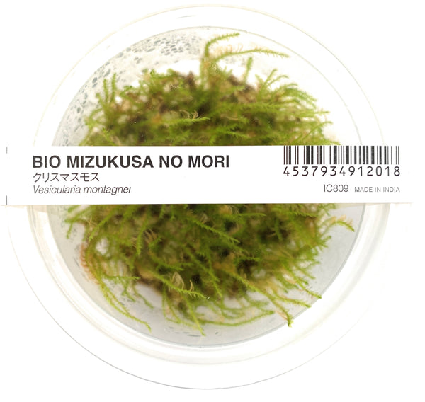 Freshwater Aquarium Plants: Christmas Moss - Vesicularia montagnei (Hypnum  montagnei)