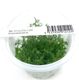IC419 ADA Tissue Culture  - Limnophila sp. "Vietnam" (Labeled as Scrophulariaceae sp.)(cup size: short)