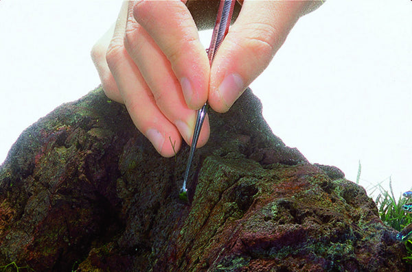 ADA Pro-Picker – Aqua Forest Aquarium