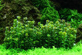 Tropica Aquarium Plants: Rotala "Bonsai" (tissue culture) Tropica 1-2-Grow!