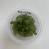 IC224 Tissue Culture  - Rotala Shimoga (cup size: tall)