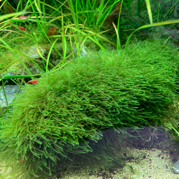 IC808 ADA Tissue Culture - Peacock Moss (Taxiphyllum sp. 'Peacock) (cup  size: short)